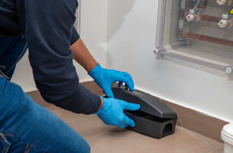 Safeguarding Homes in Chelmsford: Why Pest Control Is a Vital Service