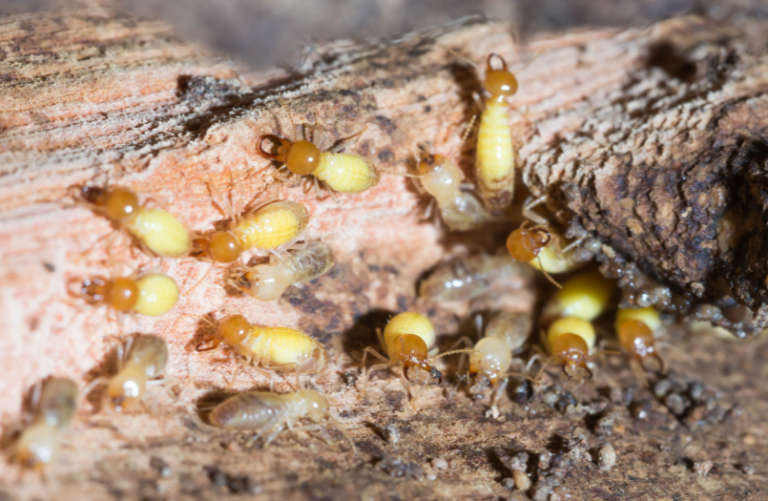 How Termite Inspections Can Save You Thousands in Repairs